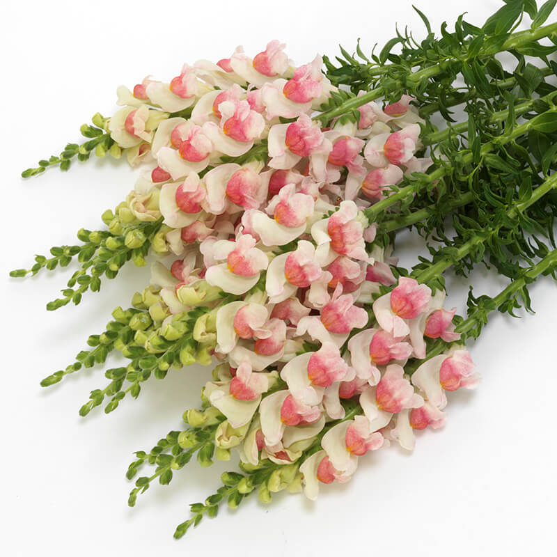 Snapdragon Potomac Appleblossom F1 Seed Harris Seeds
