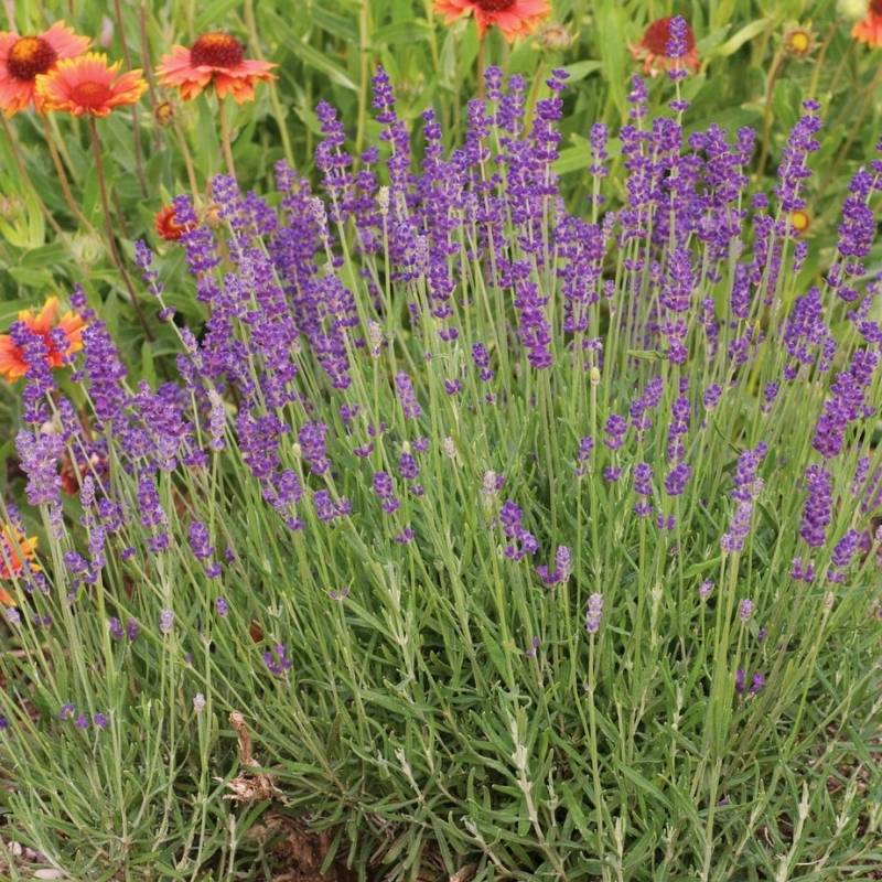 lavender hidcote plants for sale Lavender Hidcote Blue Seed