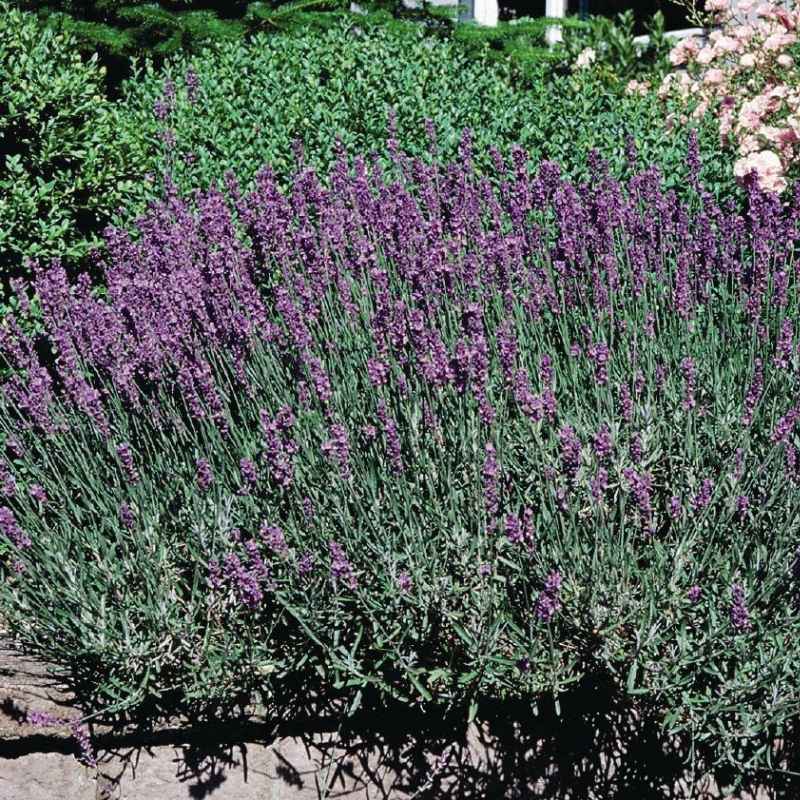 lavender hidcote plants for sale Lavender Hidcote Blue Seed