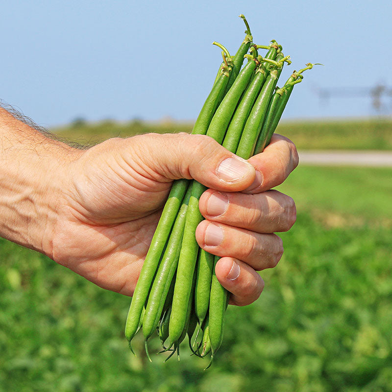 Bean Pike Seed – Harris Seeds