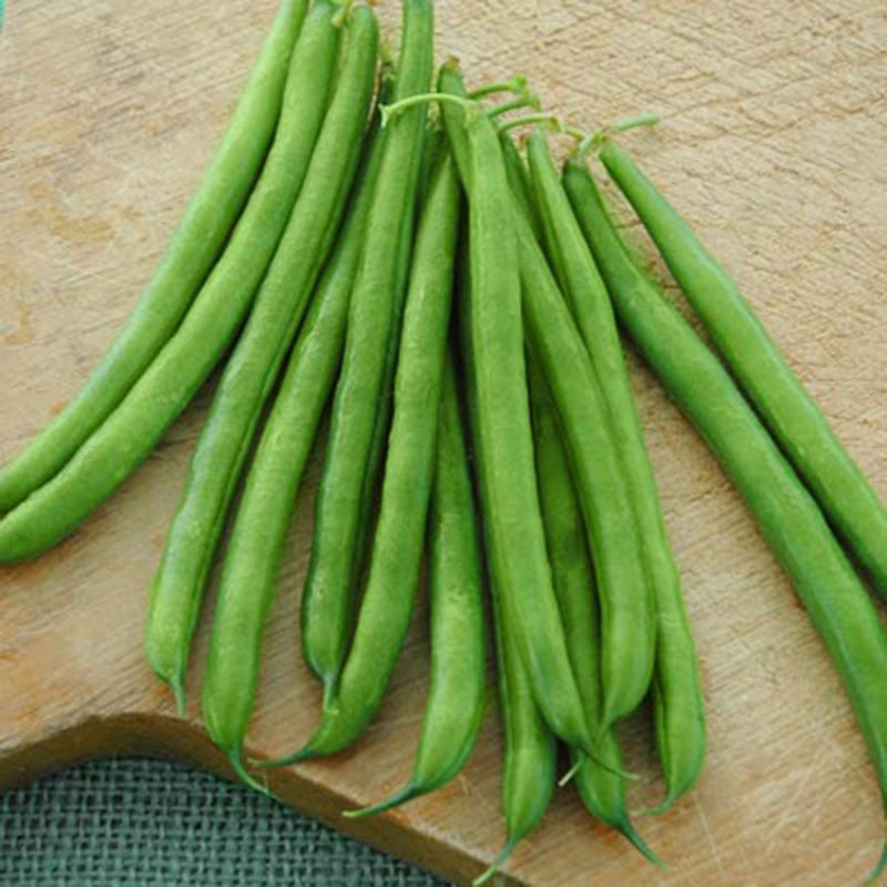 Bean Pike Seed – Harris Seeds