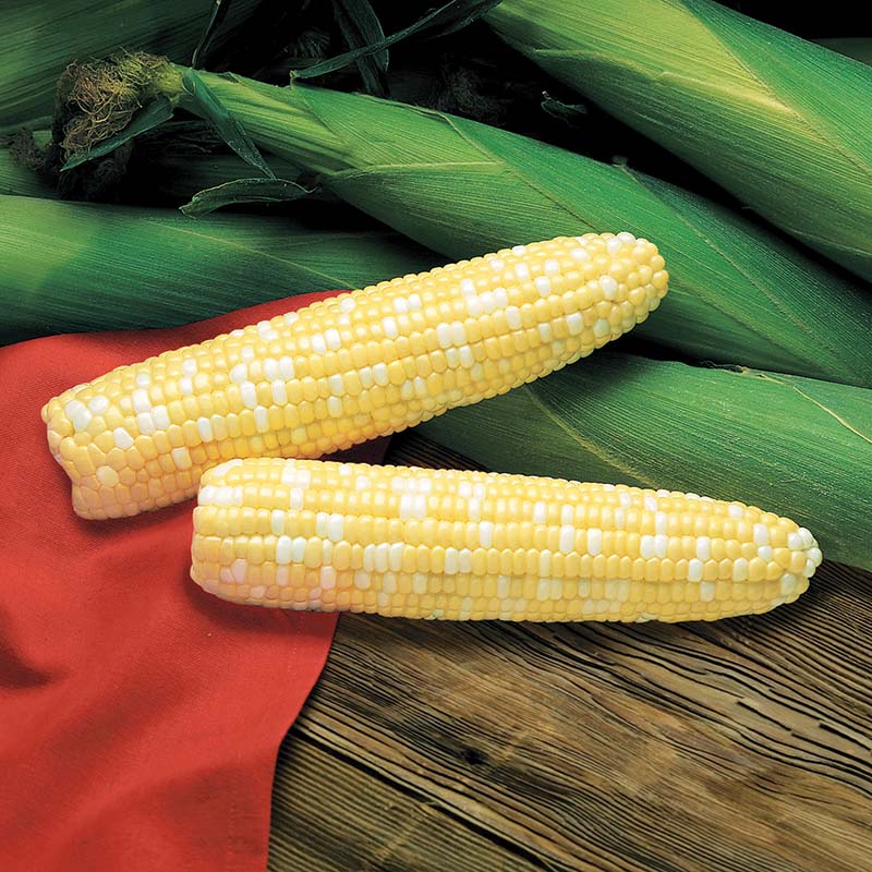 Sweet Corn Primus F1 Seed