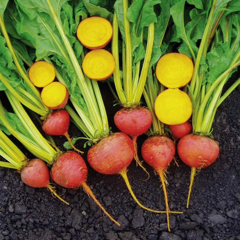 Beet Touchstone Gold Seed – Harris Seeds