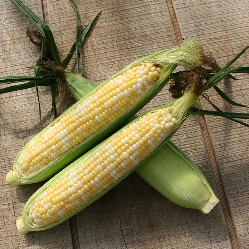 Sweet Corn Allure F1 Seed