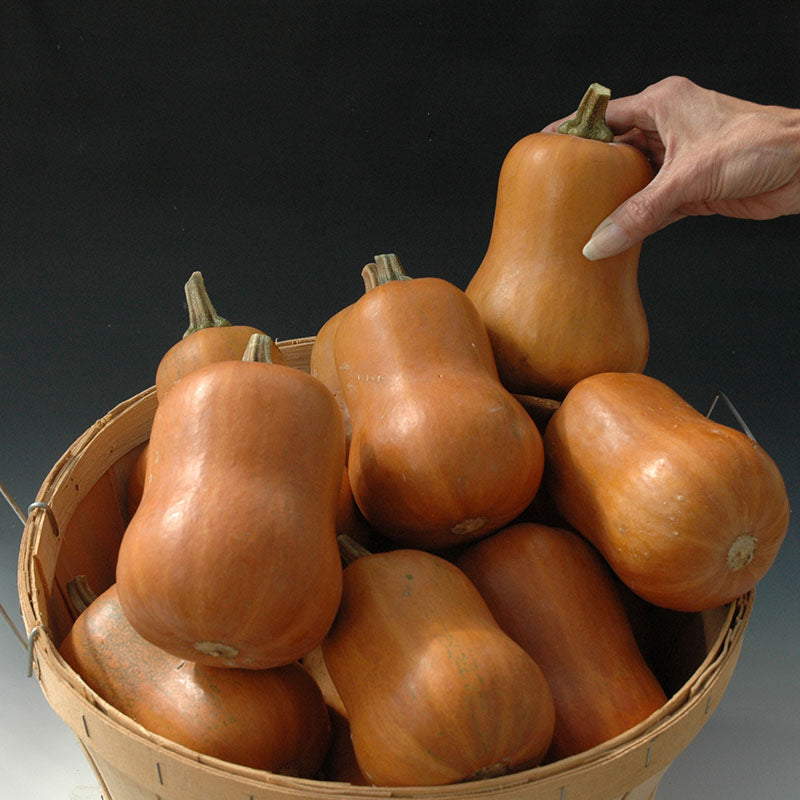 herbicide for squash Harris Seeds - ORGANIC Honeynut Butternut Squash Seeds Home Garden Planting