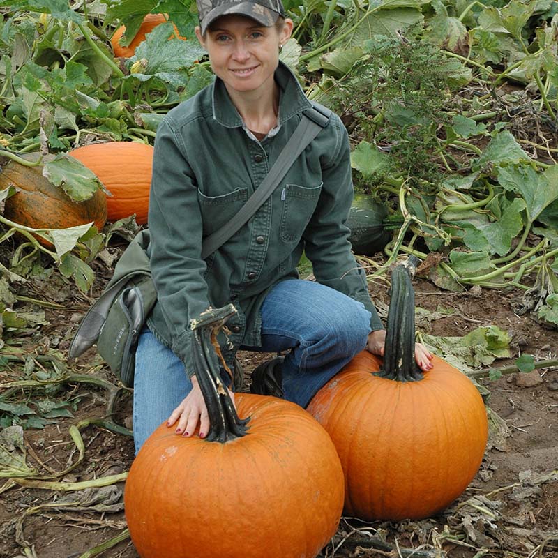 cronus fertilizer plant Pumpkin Cronus F1 Seed – Harris Seeds