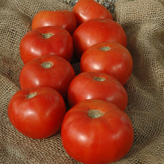 Tomato Mountain Majesty F1 Seed