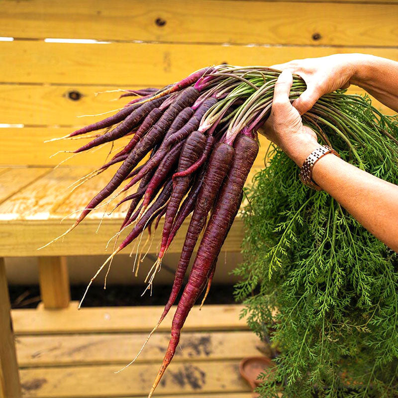 Carrot Purple Haze F1 Seed