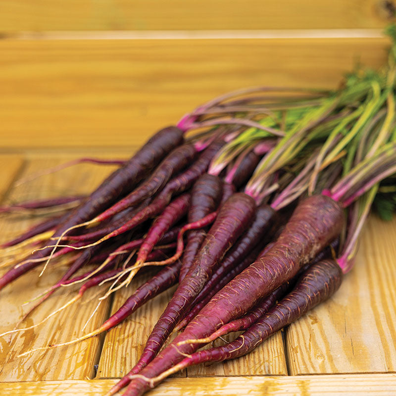 Purple Haze Hybrid Carrot Seeds – 1000+ Seeds, Sweet & Tasty, Non-GMO
