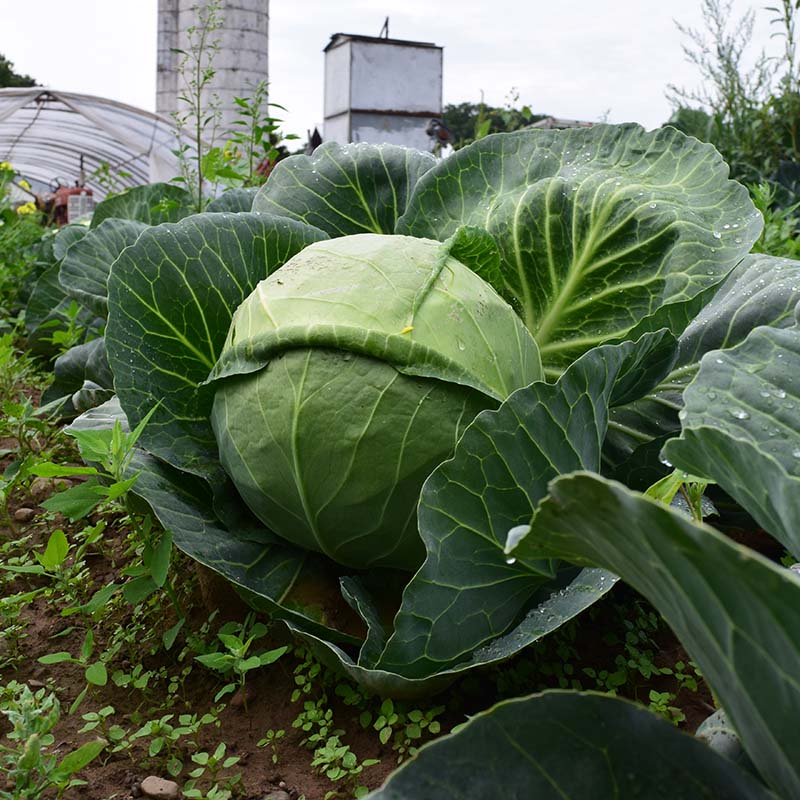 starting cabbage plants from seed Cabbage Quick Start F1 Seed – Harris Seeds