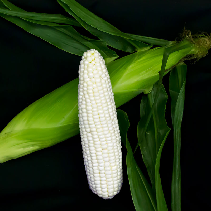 Sweet Corn 7401 IMP F1 Seed