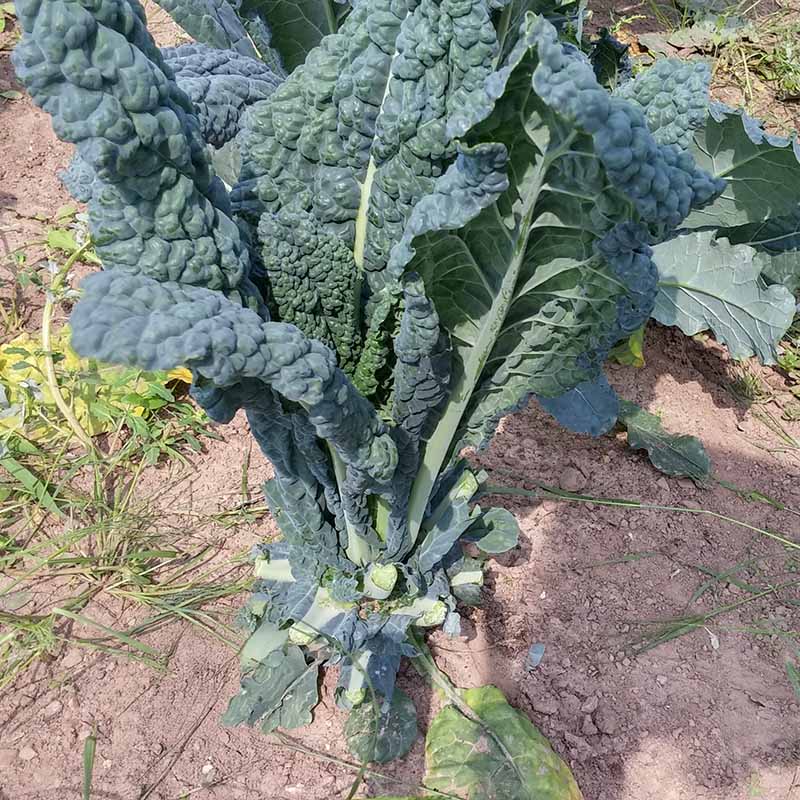 magic seed plant Kale Black Magic Seed