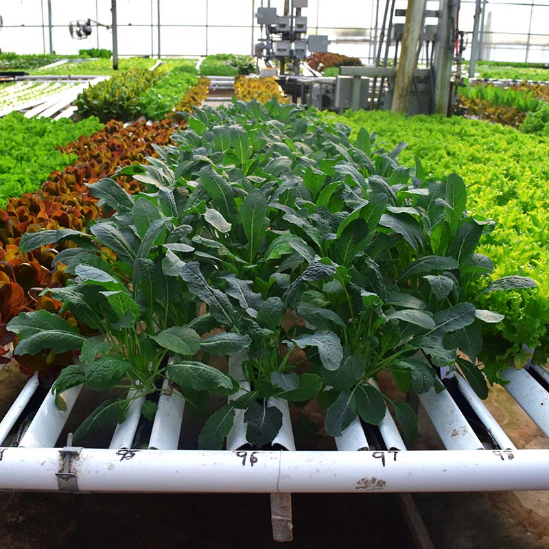magic seed plant Kale Black Magic Seed