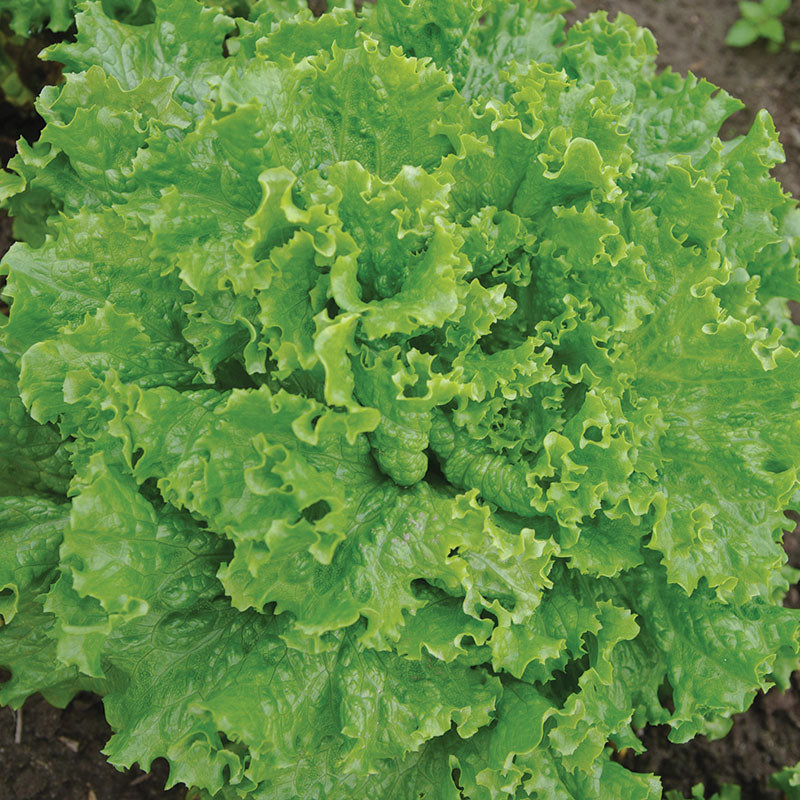 Lettuce Bergam's Green MTO Seed
