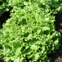 Lettuce Bergam's Green MTO Seed
