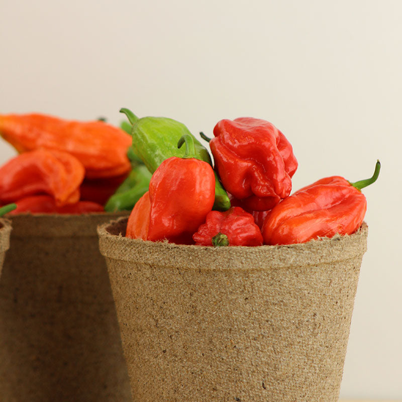 ghost pepper seeds for planting Pepper Ghost Pepper Multi-Colored Seed Untreated