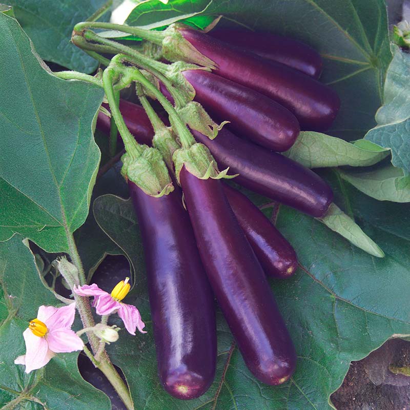 herbicide for eggplant Eggplant Hansel F1 Seed Untreated
