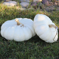 Pumpkin Flat White Boer Ford Seed