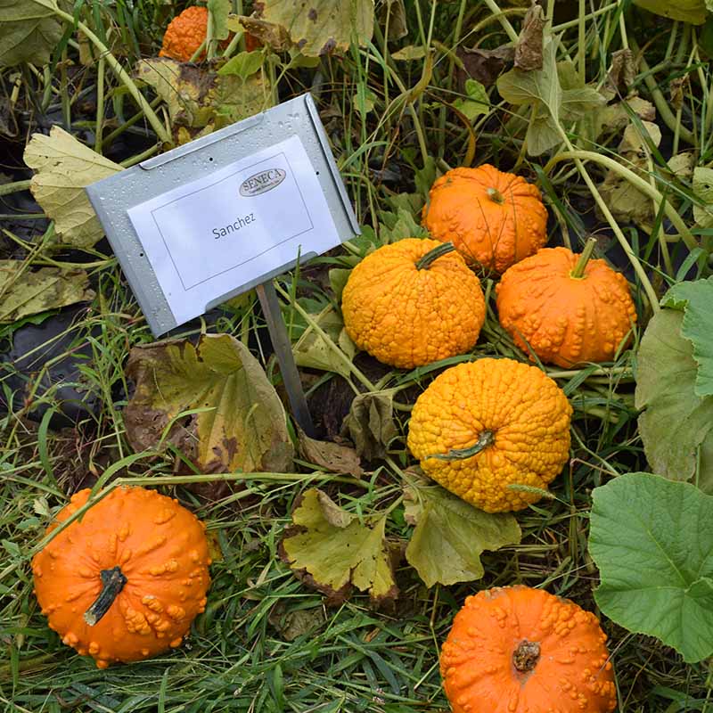 where to buy pumpkin seeds for planting near me Pumpkin Sanchez Seed STANDARD / 1,000 Seeds / TREATED