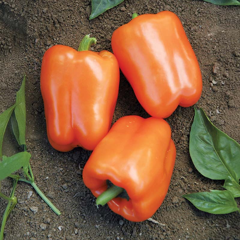 カメリアぺージ 11559.jpg?v=1738024632&width=480