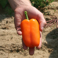 blaze herbicide Pepper Orange Blaze F1 Seed STANDARD / 250 Seeds / TREATED
