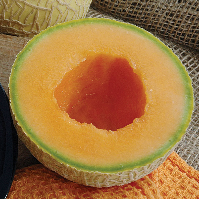 Melon Sugar Cube F1 Seed
