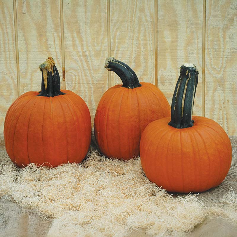 pumpkin seeds for garden Pumpkin Wolf Seeds FILM COATED / 1,000 Seeds / FARMORE
