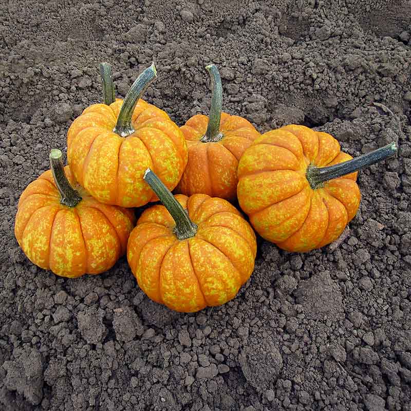 Pumpkin Crunchkin F1 Seed – Harris Seeds