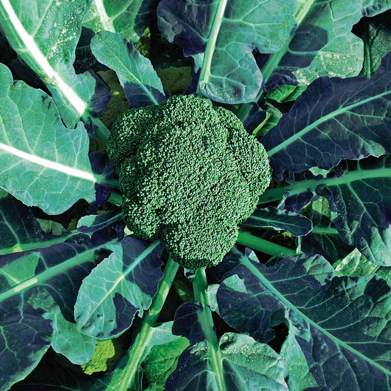 Broccoli Luna F1 Seed – Harris Seeds