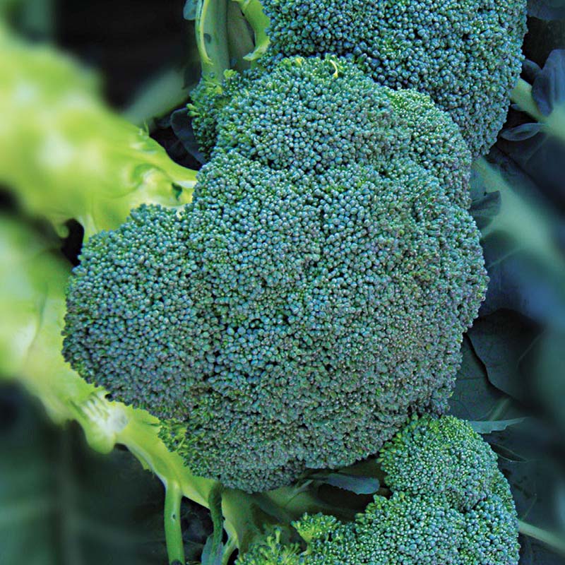 Diamond Broccoli Broccoli Asteroid F1 Seed – Harris Seeds
