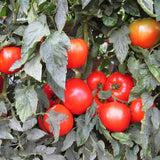 Tomato Mountain Merit F1 Seed