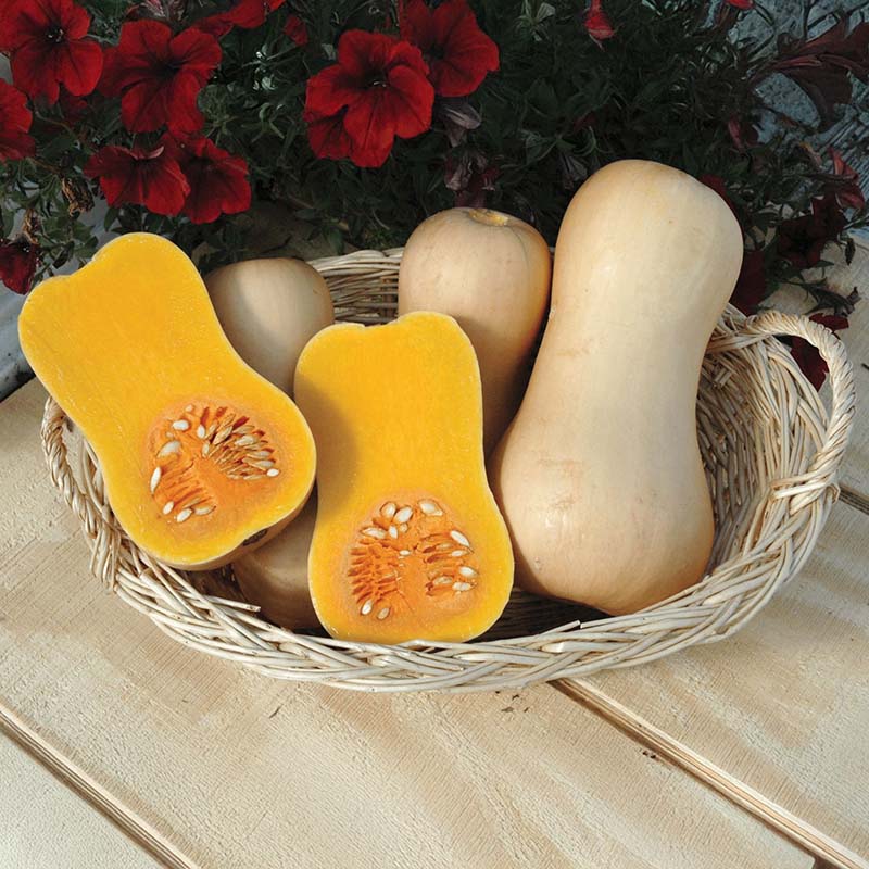 Squash Butterfly F1 Seed – Harris Seeds