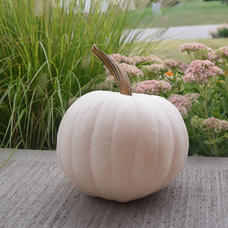 white pumpkin seeds for planting Pumpkin Blanco F1 Seed FILM COATED / 5,000 Seeds / FarMore