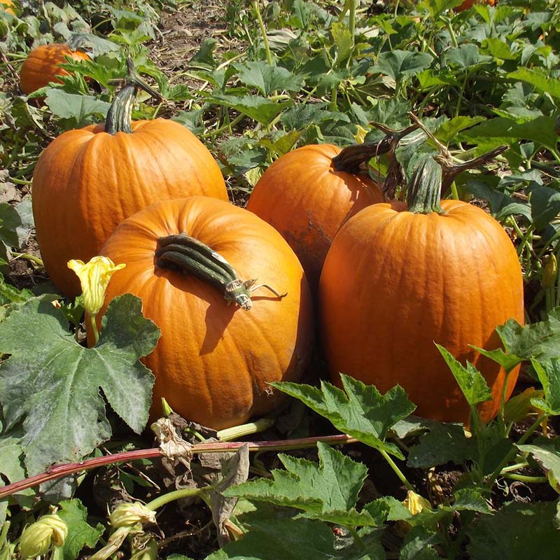 Pumpkin Seeds - Grow Pumpkins from Seed  Harris Seeds