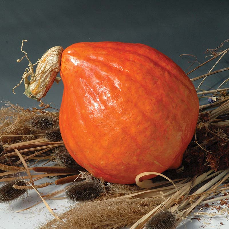 Squash Red October F1 Seed Harris Seeds
