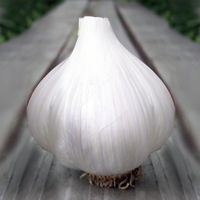Garlic German White Hardneck Certified Naturally Grown