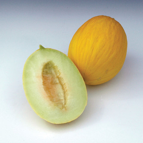 best herbicide for melons Melon Durasol F1 Seed STANDARD / 250 seeds / TREATED