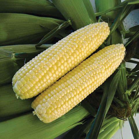 inferno herbicide Sweet Corn Inferno F1 Seed STANDARD / 10,000 Seeds / CRUISER