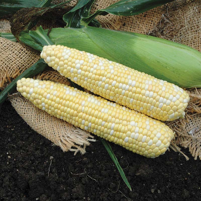 Sweet Corn Kickoff XR F1 Seed – Harris Seeds