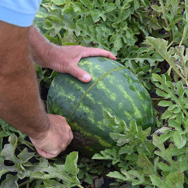plant watermelon seeds Watermelon Sweet Dawn F1 Seed – Harris Seeds