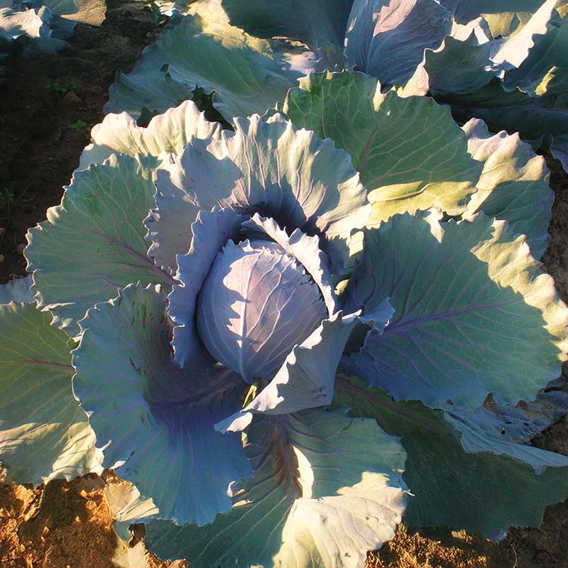 Cabbage Integro F1 Organic Seed – Harris Seeds