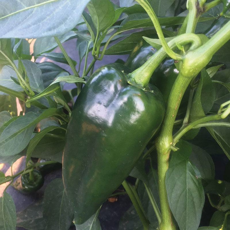 Pepper Bastan F1 Organic Seed