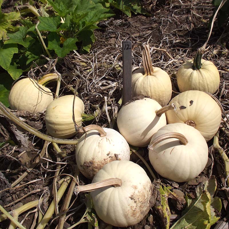 snowball marigold seeds Pumpkin Snowball F1 Seed FILM COATED / 250 seeds / FARMORE