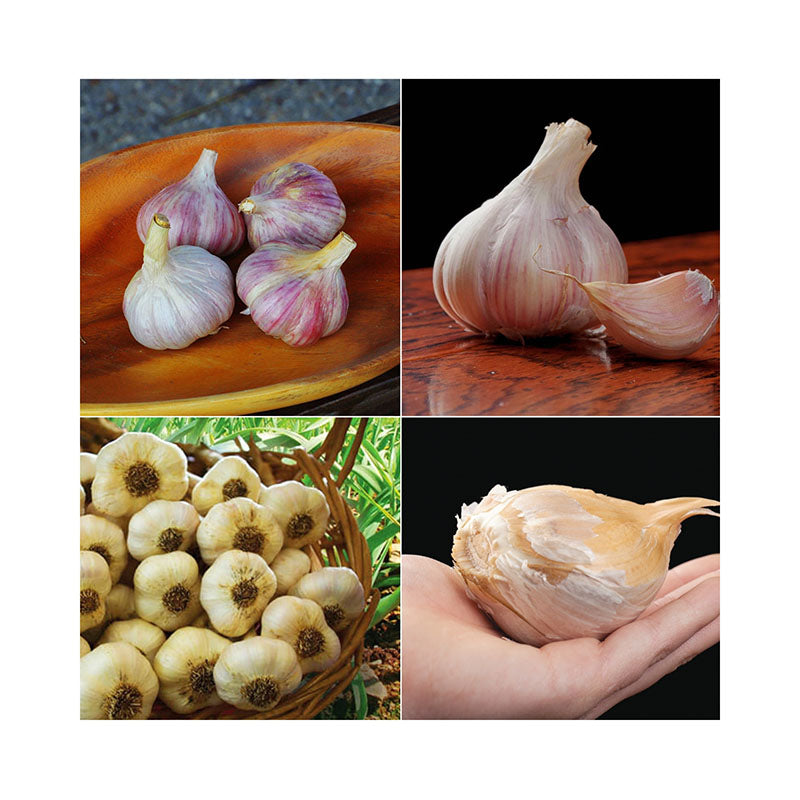 Garlic Gourmet Bulb Collection
