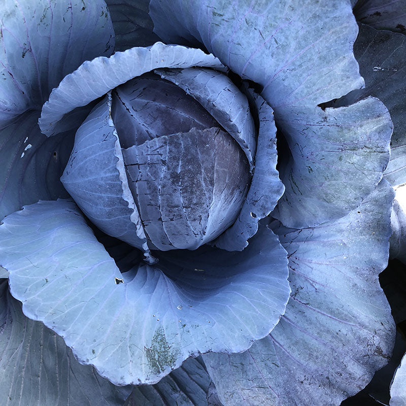 Cabbage Buscaro F1 Organic  Seed