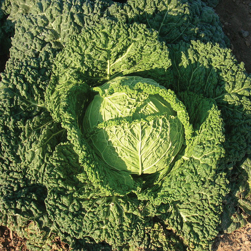 Cabbage Famosa F1 Organic  Seed