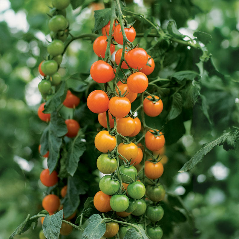 Tomato Toronjina F1 Organic Seed – Harris Seeds