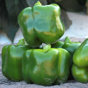 Pepper Skyhawk F1 Seed