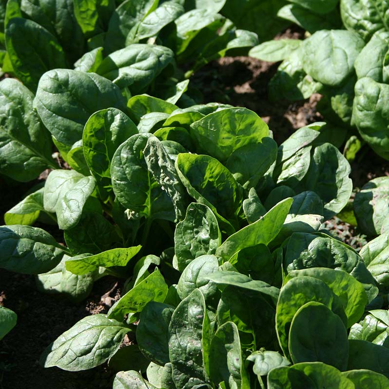 spinach plant with seeds Spinach Seaside F1 Seed Treated