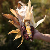 Ornamental Corn Firecracker Seed